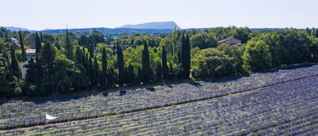 Terre Ugo Maison de lavande Aix-en-Provence idée cadeau saint valentin